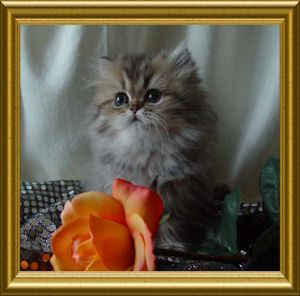 rebecca-flair_kl_02a
