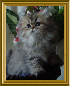 rebecca-flair_kl_04a