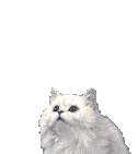 cat_02