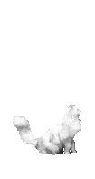 cat_04