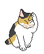cat_19