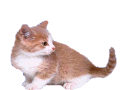 cat_34