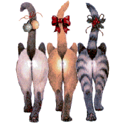 cat_39