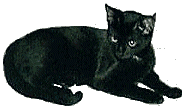 cat_40