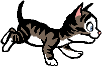 cat_41