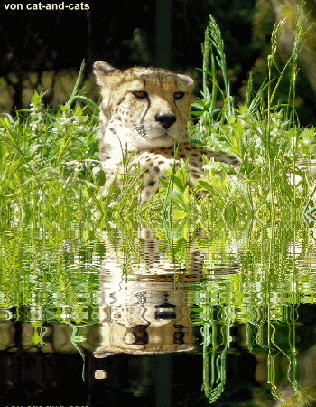 gepard_01a