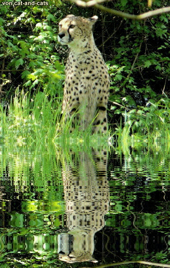 gepard_02a