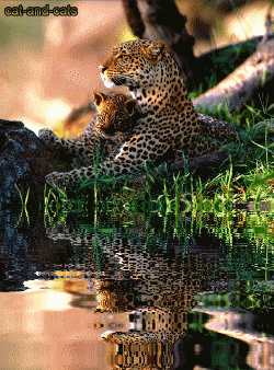 leopard_01