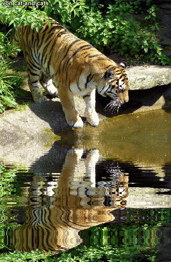 tiger_01a