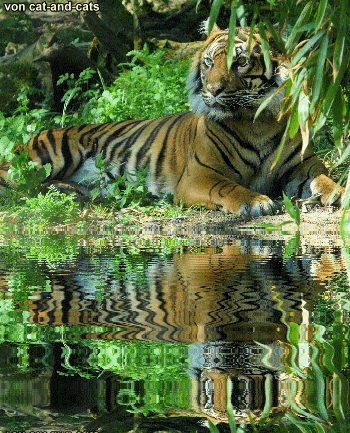 tiger_02a
